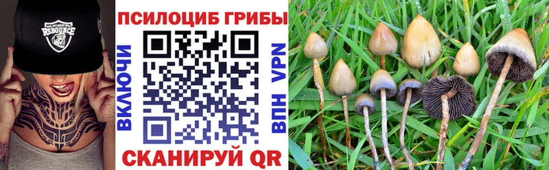 как найти закладки  Снежногорск  Галлюциногенные грибы Cubensis 