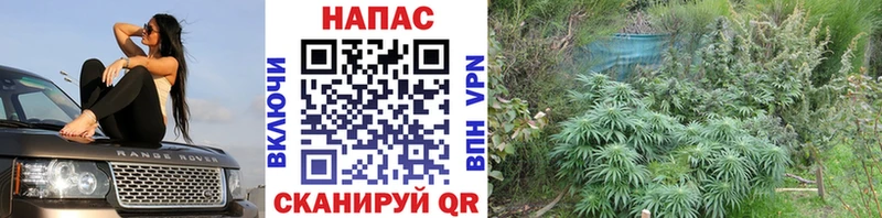 цена   OMG как зайти  Каннабис планчик  Снежногорск 